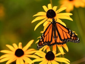 A monarch butterfly on a Black-eyed Susan flower.