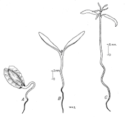 a diagram of a plant